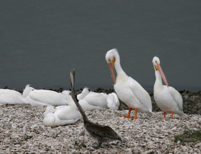 White Pelians IMG_1843.png