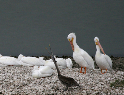 White Pelians IMG_1844.png