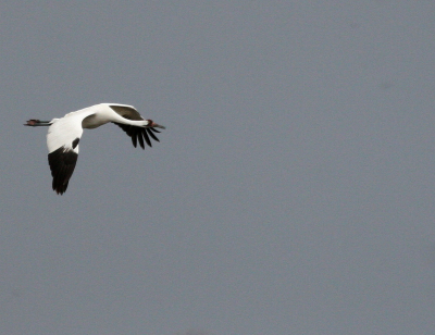 Whooper flight IMG_2055.png