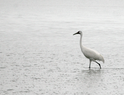 Whooper IMG_1383.png
