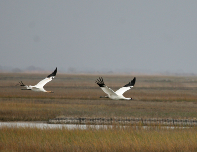 Whoopers flight IMG_2018.png
