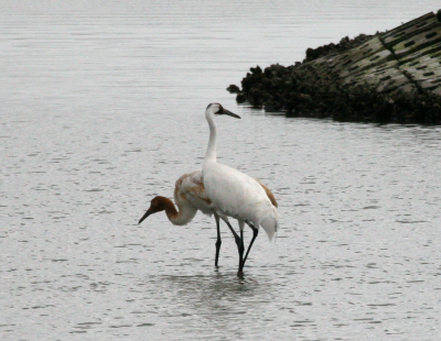 Whoopers IMG_1371.png