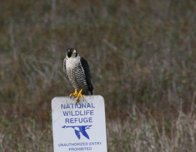 Peregrine IMG_2107.png