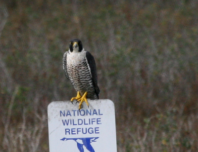Peregrine IMG_2109.png