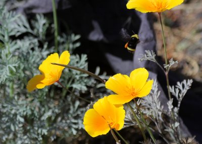 Poppy flowers  Bumble Bee IMG_1126.JPG