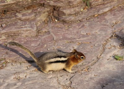 Golden Mantled Squirrel on Hidden Lake Trail IMG_4472.JPG
