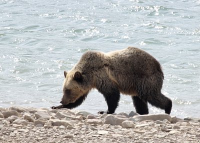 Griz  Sherburne Lake a IMG_4652.JPG