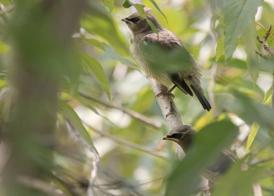 Cedar Waxwing fledglings  The Loop IMG_1233.JPG