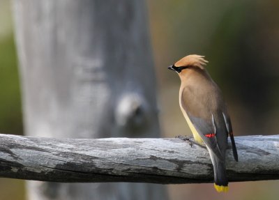 Cedar Waxwing The Loop crop IMG_1230.jpG