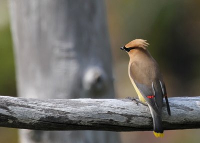 Cedar Waxwing  The Loop crop IMG_1230.jpG