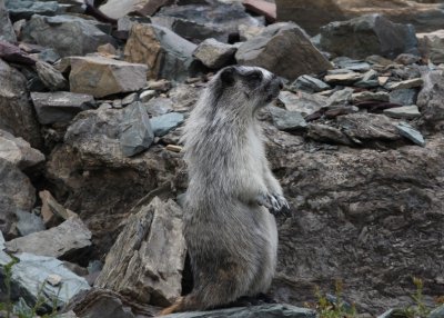 Hoary Marmot  Garden Wall IMG_4837.JPG