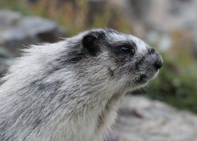 Hoary Marmot  Garden Wall IMG_4845.JPG