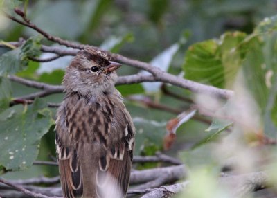 White-Crowned Sparrow fedgling along Garden Wall IMG_4858.JPG