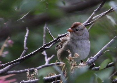 White-Crowned Sparrow juv along Garden Wall IMG_4867.JPG