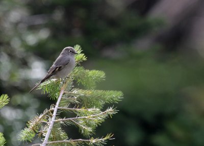 Townsends Solitaire  the Garden Wall IMG_4937.JPG