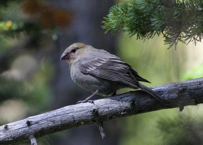 Pine Grosbeak female  the Garden Wall IMG_4989.jpg