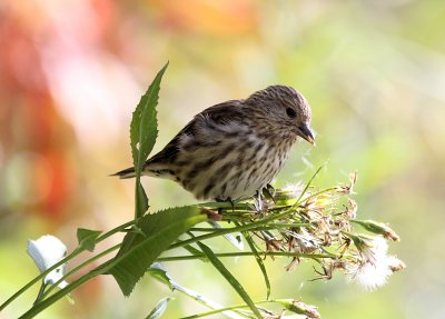 Pine Siskin on the Garden Wall IMG_5041.JPG