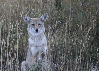 Coyote near St. Marys Lake a IMG_5081.JPG