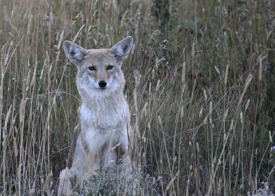 Coyote near St. Marys Lake  a IMG_5081.JPG