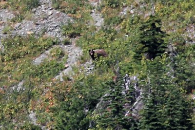 Bearly-there Two Medicine Lake IMG_5112.JPG