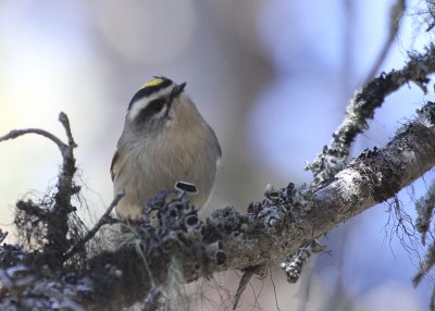 Golden-Crowned Kinglet  Two Medicine IMG_5159.JPG