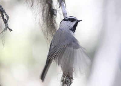 Mountain Chickadee  Two Medicine IMG_5156.JPG