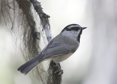 Mountain Chickadee  Two Medicine IMG_5157.JPG