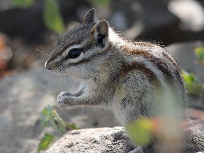 Least Chipmunk near Columbia River IMG_5252.jpg