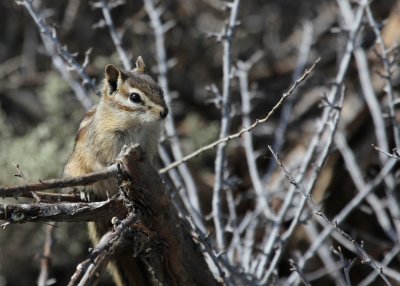 Least Chipmunk near Columbia River IMG_5256.JPG