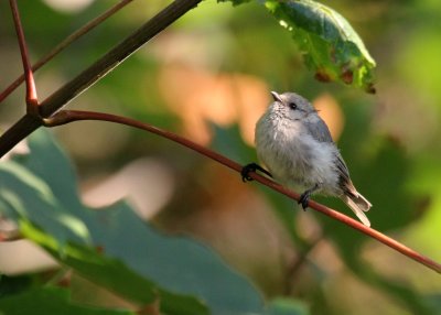 Bushtit  Lincoln Park IMG_5307.JPG