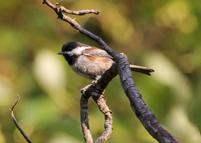 Chestnut backed ChickadeeIMG_5288.JPG