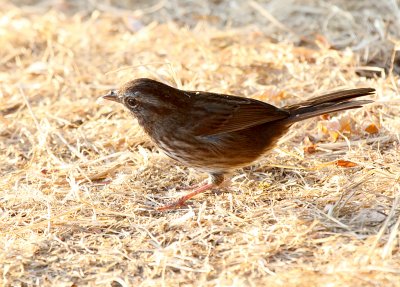 Fox Sparrow  Lincoln Park IMG_5315.JPG