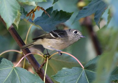 Huttons Vireo  Lincoln Park IMG_1164.JPG