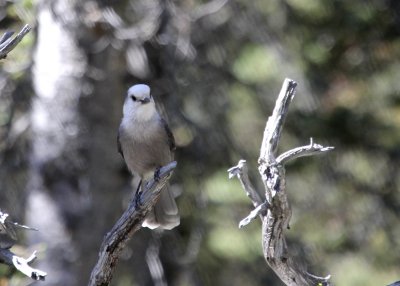 Gray Jay Two Medicine IMG_5152.JPG