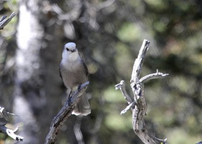 Gray Jay  Two Medicine IMG_5152.JPG