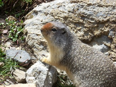 Ellens Columbian Ground Squirrel DSCN0498.JPG