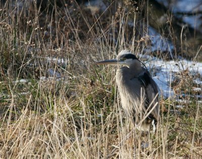 Great-Blue Heron @ Font Hill Park