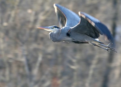 Great-Blue Heron @ Font Hill Park