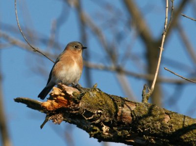 E. Bluebird female @ Font Hill Park