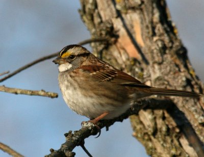 White -Throated Sparow @ Font Hill Park