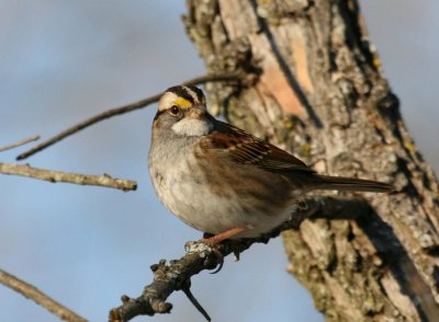 White -Throated Sparow @ Font Hill