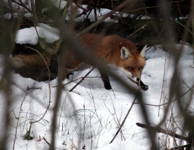 Red Fox @ Font Hill Park