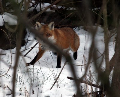 Red Fox @ Font Hill Park