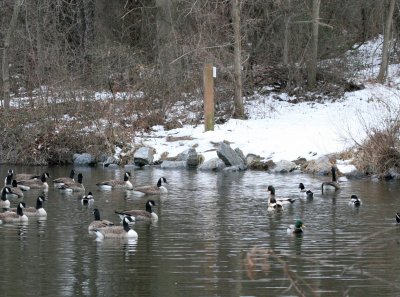 Stopping by ducks on a snowy evening