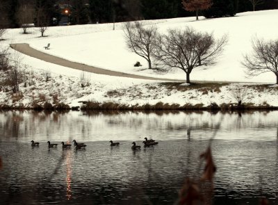 Stopping by geese on a snowy evening