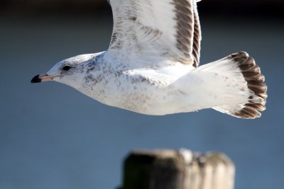 1st winter Ring-billed Gull @ Lake Kittamaqundi