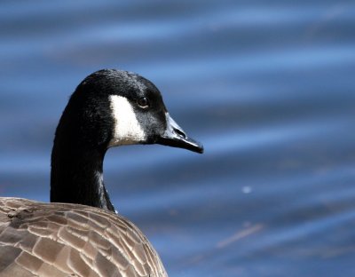 Canada Goose @ Lake Kittamaqundi