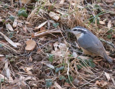 Red-Breasted Nuthatch @ E & B's house