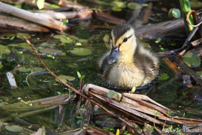 Baby Duck