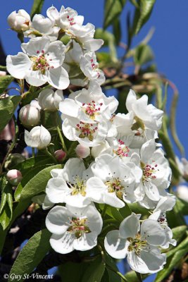 Apple Tree Flowers I